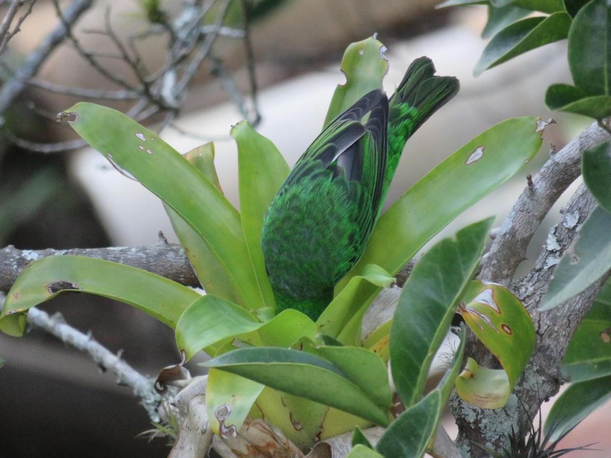 Pousada Biso Finoca Ibiraquera Imbituba  Dış mekan fotoğraf